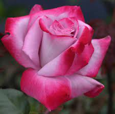 Hybrid Rose  Grafted Plant For Gardening - Naturemart.in