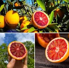 Moro Blood Orange Fruit Plant - Naturemart.in