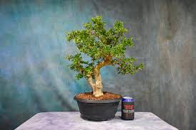 Pink Bluebell Bonsai plant - Naturemart.in