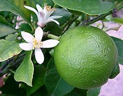 Dwarf Chinese Mosambi Fruit Plant - Naturemart.in