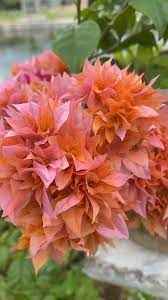 Bougainville Flowering (Mahara) Plants