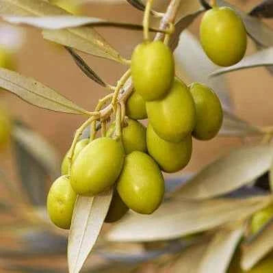 Italian Verity Sweet Olive Plant For Gardening