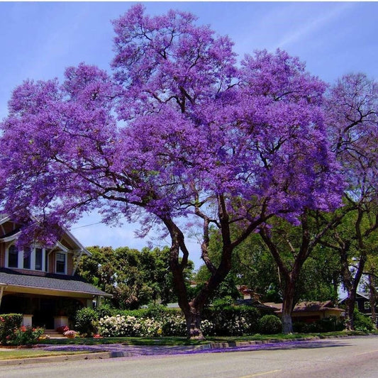 Jacaranda (Blue Colour) Flowers Plants - Naturemart.in