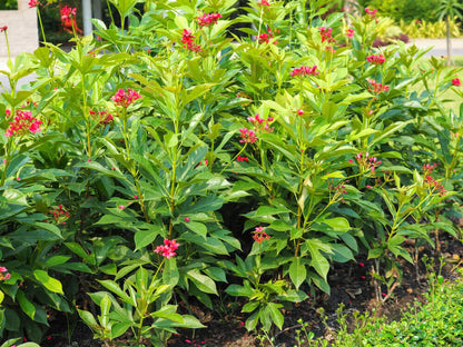 Jatropha Flowers Plant For Gardening - Naturemart.in
