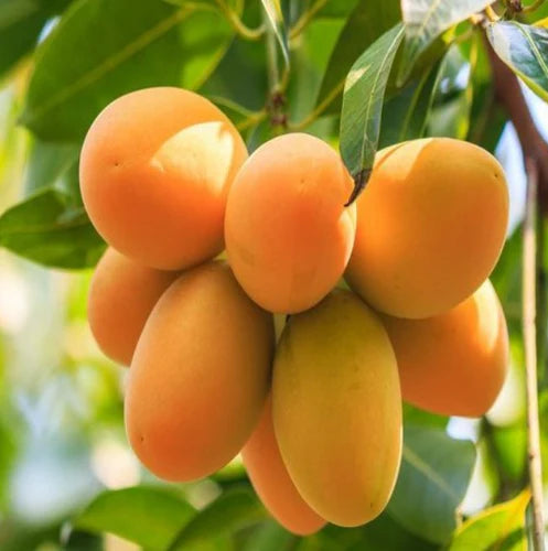 Hybrid kohitur Mango Fruit Plant - Naturemart.in