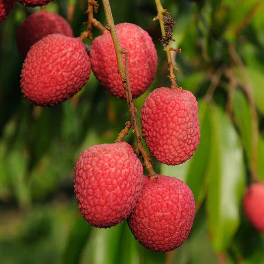 Litchi Fruit Plant (Air Layered) - Naturemart.in