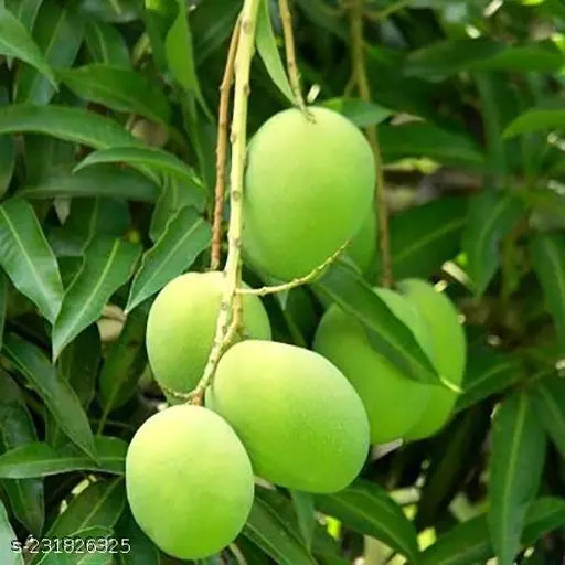 Hybrid Langra Mango Fruit Plant - Naturemart.in
