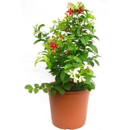 MadhumaltI Combretum Indicum, Rangoon creeper - Naturemart.in