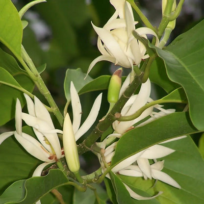 Champa White Colour Flower Plant - Naturemart.in