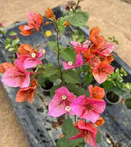 Vietnam Mix Bougainvillea flower plant