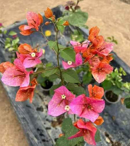 Vietnam Mix Bougainvillea flower plant