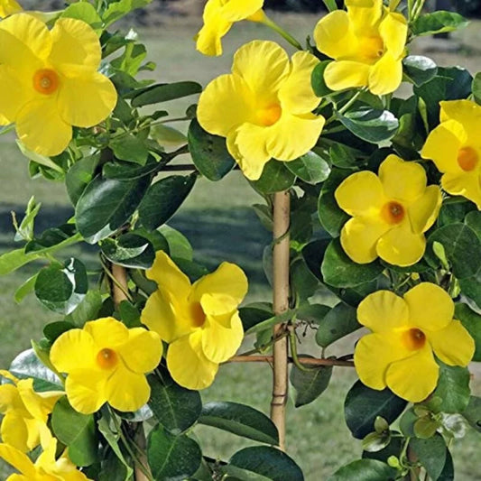 Mandevilla (Yellow Colour)  Flower Plant - Naturemart.in
