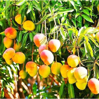 Gobindabhog Mango Fruit Plant (Grafted) - Naturemart.in