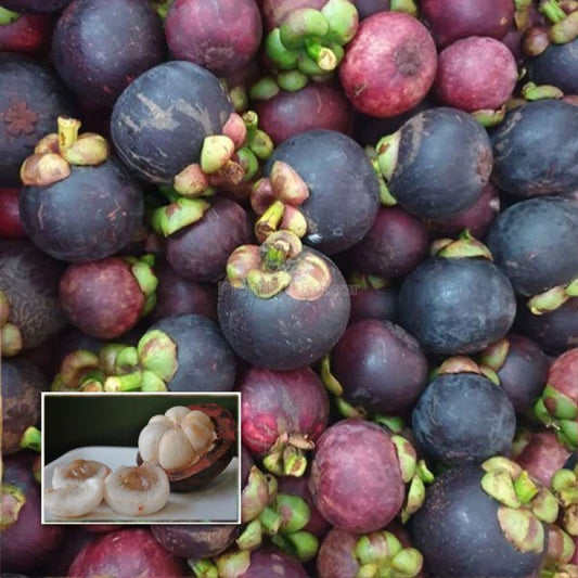 Hybrid Mangosteen Exotic  fruit plant - Naturemart.in