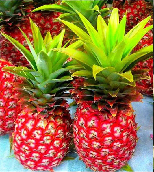 Red Pineapple Plant | Anaras Plant - Naturemart.in