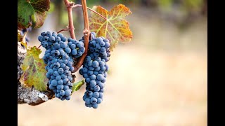 Exotic Black Grapes Fruit Plants - Naturemart.in