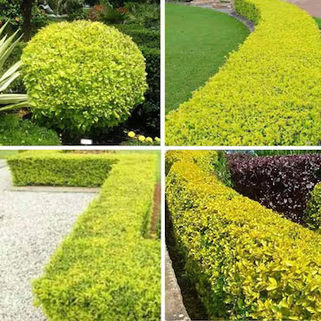 Duranta erecta (Sky Flower) Dwarf Flower Plant