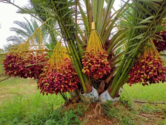 Dwarf Arabian Date Plant - Naturemart.in