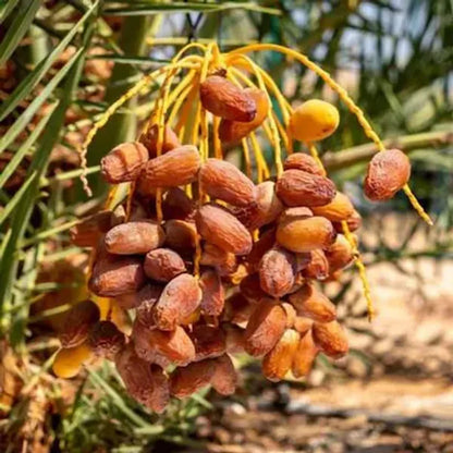 Dwarf Arabian Date Plant - Naturemart.in