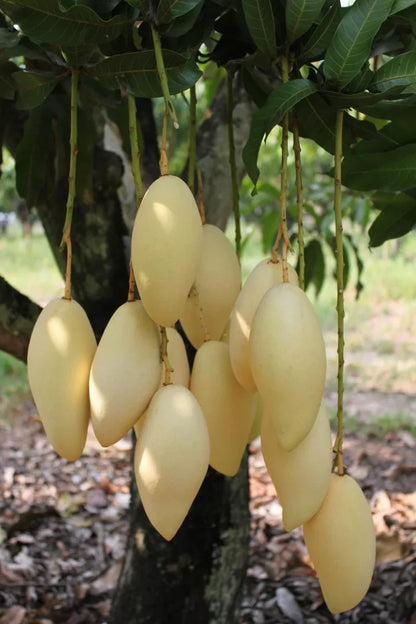 Nam Doc Mai Mango Grafted  plant - Naturemart.in
