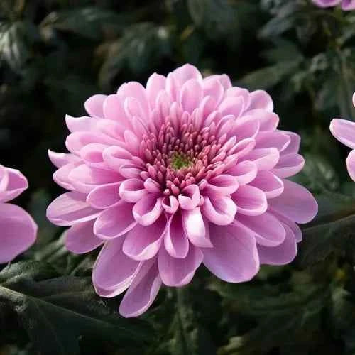 Chrysanthemum Flower Plant (Chandramallika) - Pack of 1