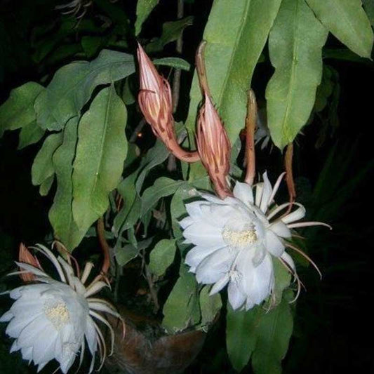 Brahma kamal/Night Queen Flower Plant - Naturemart.in