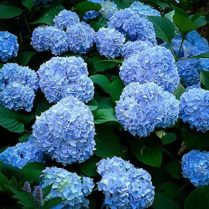Hydrangea Flower plant