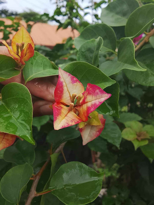 Lady Zyra Bougainvillea Flower Plant