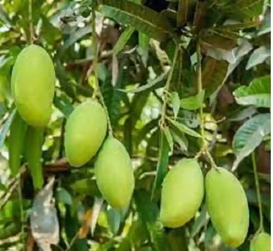 Hybrid Langra Mango Fruit Plant - Naturemart.in