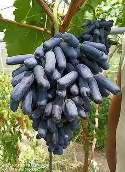Grape Fruit Plant | Angoor Vine - Naturemart.in