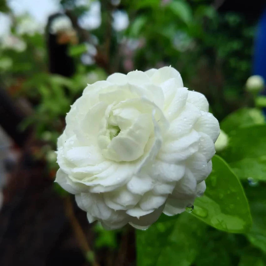 Jasmine Rose Flower -Fragrant Plants - Naturemart.in
