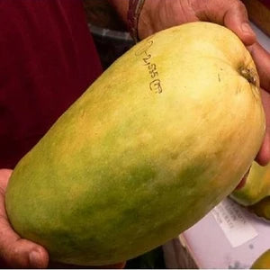 Hybrid Noorjahan Mango Fruit  plant - Naturemart.in