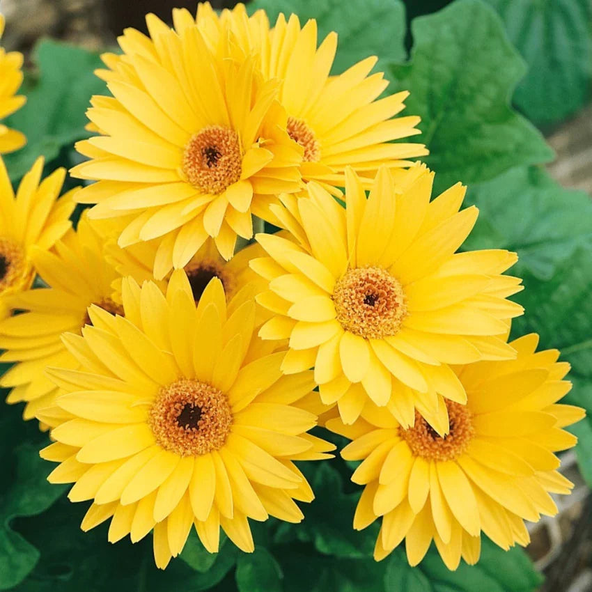Gerbera  Perennial Flower Plant (Yellow) - Naturemart.in
