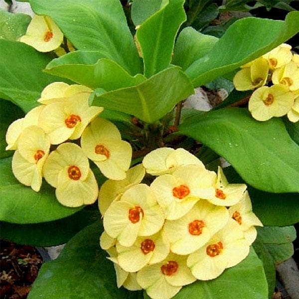 Hybrid Euphorbia Flowers Plant (Yellow) - Naturemart.in
