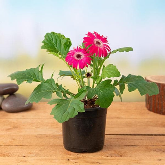 Gerbera  Perennial Flower Plant (Pink) - Naturemart.in
