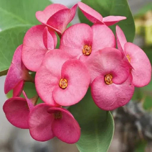 Euphorbia Flowers Plant (Pink Colour) - Naturemart.in