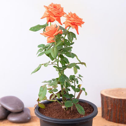 Hybrid Grafted Orange Colour Rose Plant - Naturemart.in