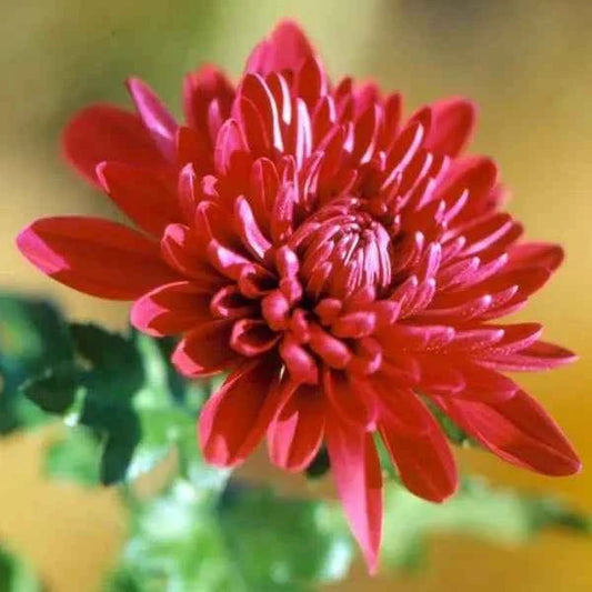 Chrysanthemum Flower Plant (Chandramallika) - Pack of 1