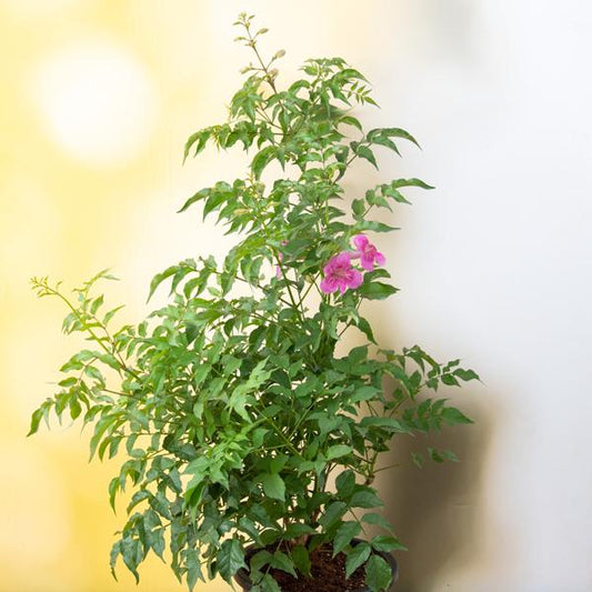 Tecoma Pink Vine Flower  Plant - Naturemart.in
