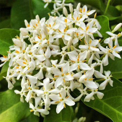 Chinese Ixora Flowers Plant (White) - Naturemart.in