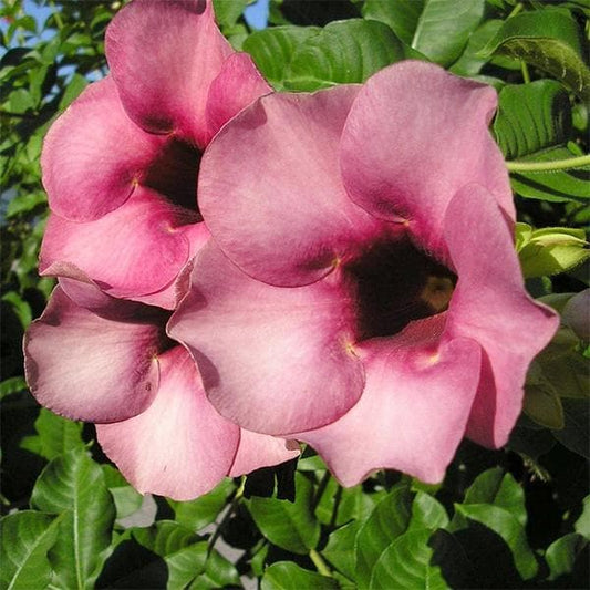 Allamanda Flowers Plant-Pink Colour - Naturemart.in