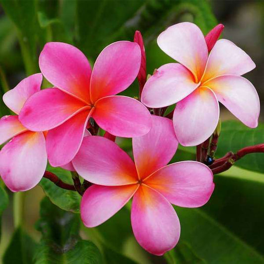 Plumeria Flowers Plant For Gardening - Naturemart.in
