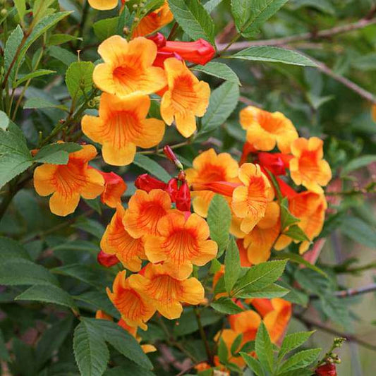 Tecoma Orange Vine Flowers Plant - Naturemart.in