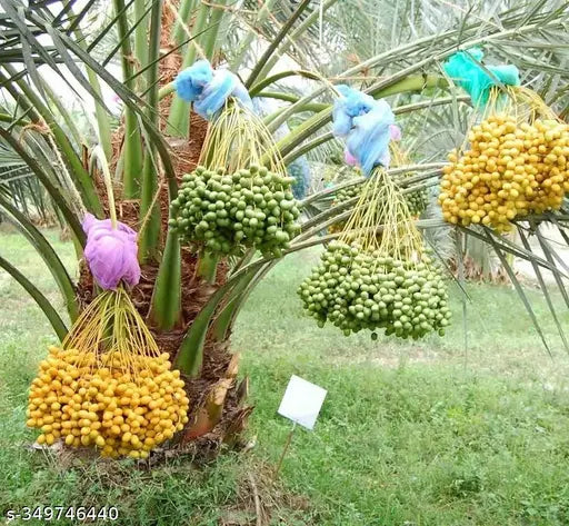 Dwarf Arabian Date Plant - Naturemart.in