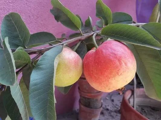 Elhabad Surkha Guava Fruit Plant - Naturemart.in