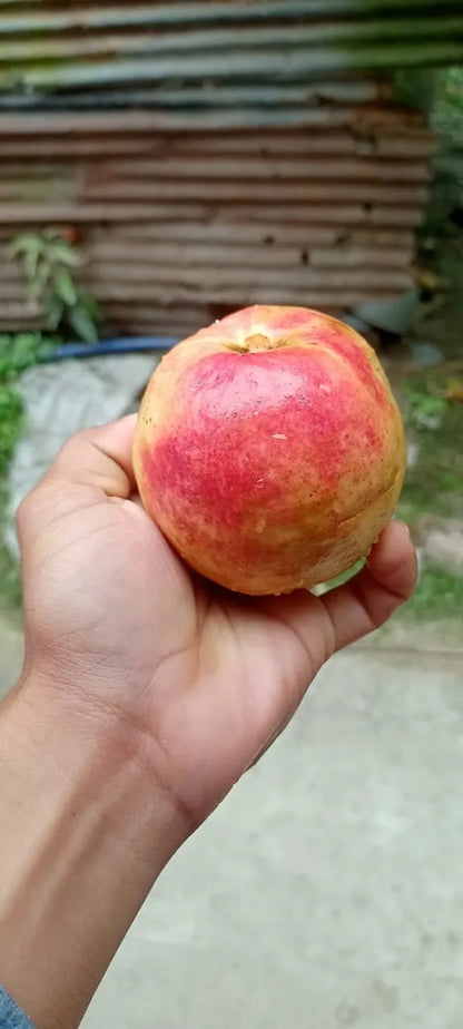 Elhabad Surkha Guava Fruit Plant - Naturemart.in