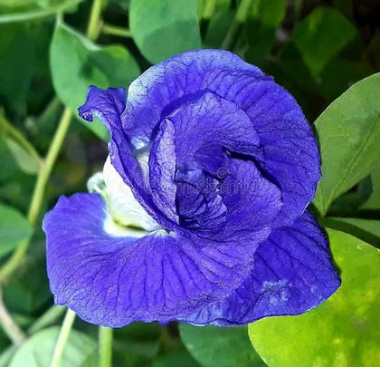 Nilkantha Double Petel Flowers Plants - Naturemart.in