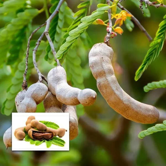 Sweet Tamarind (Grafted) - Fruit Plants & Tree - Naturemart.in