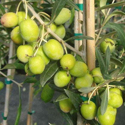 Italian Verity Sweet Olive Plant For Gardening