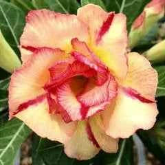 Rose Variety Adenum Flower Plant For Home Garden - Naturemart.in